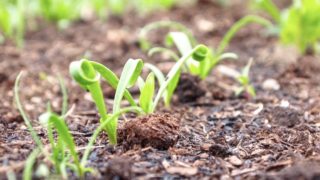 家庭菜園 自然農法 堆肥の使い方 土と混ぜるの 混ぜないの チョコマシュブログ