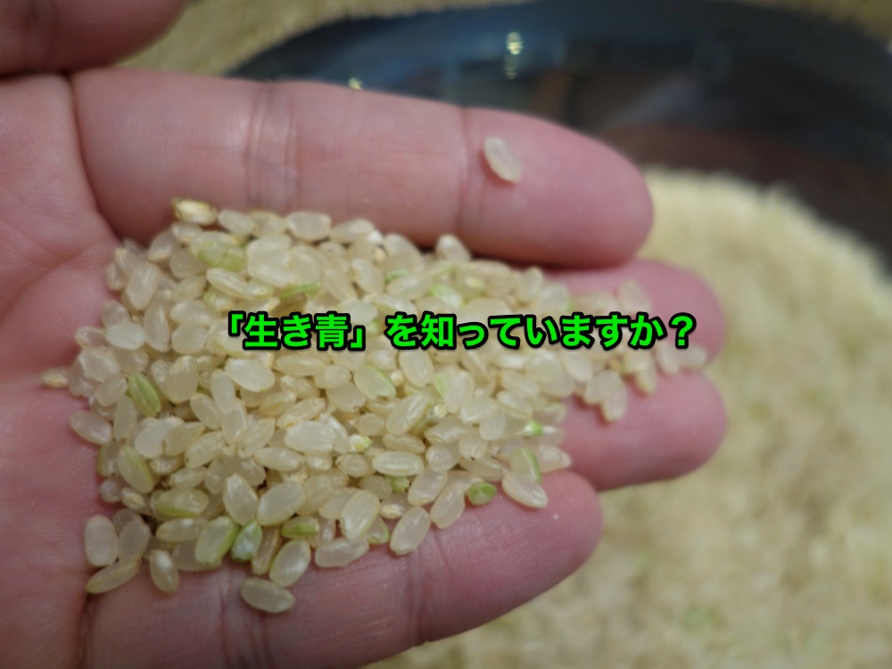 緑っぽ米
